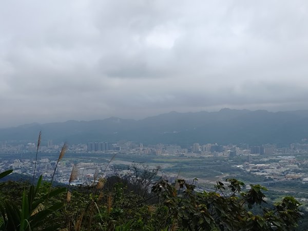 20260321大棟山系-百年大榕樹段3019044