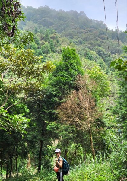 【中級山】有熊森林，谷關三雌白冷山2741092