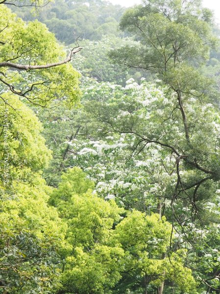 《苗栗》心靈之旅｜火炎山步道O繞南鞍古道201804212890656