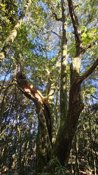 【細說大雪山木馬古道】橫嶺山、沙蓮山、笛吹山O繞2921092