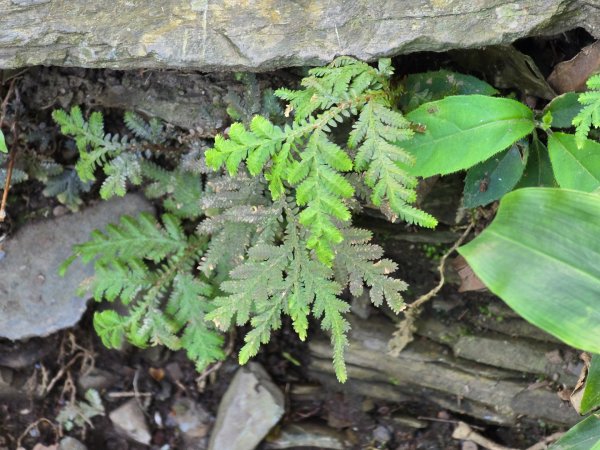 卓社大山〔武界栗栖溪登山口起登〕2748378