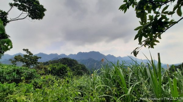 《台中》觀九九峰｜霧峰青桐林生態步道群202511092932238
