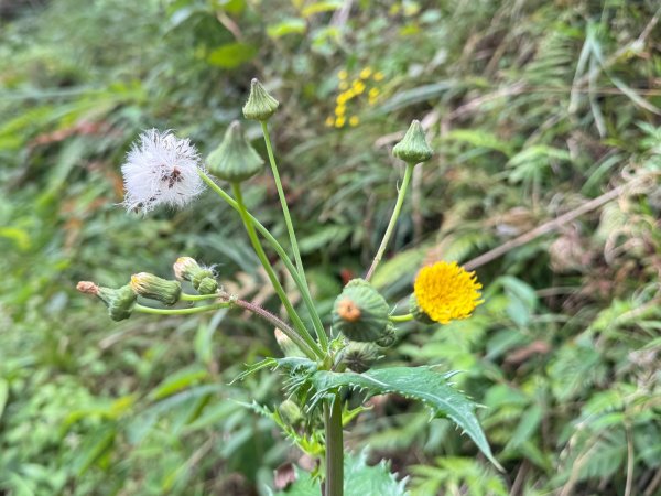 觀霧-檜山巨木群步道2925535