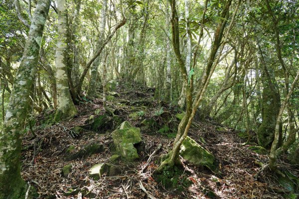 新竹 五峰 油羅山、霞山2798258
