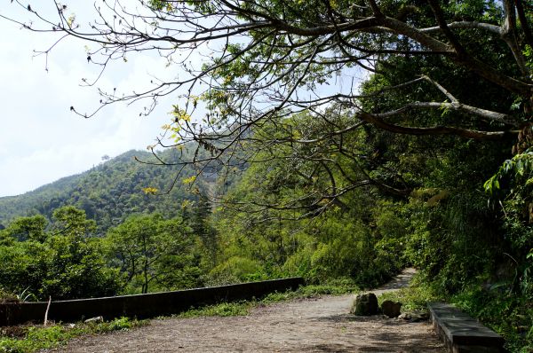 飽覽茶園風光~挑筍古道&大尖山步道299331