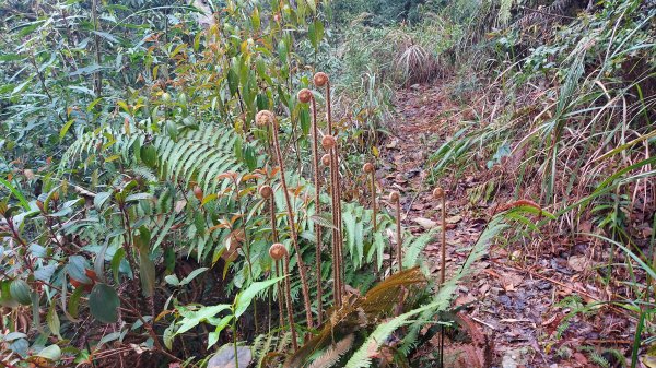 舊武界越山橫屏山O形縱走7連峰1298328