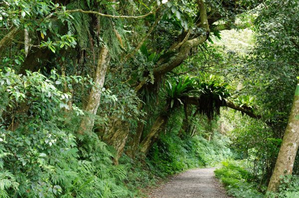 宜蘭 礁溪 三角崙山2548290