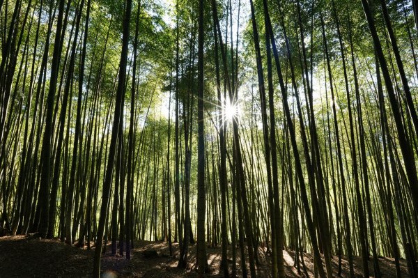 南投 鹿谷 龍鳳山、龍鳳峽山、三叉崙山、水桶寮山、內樹皮山、羊頭崙山、志騰山、竹崙山、溪頭山2962245