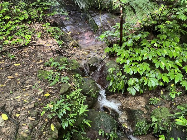 [皮皮獅探險隊-01/10] 2025_0706 六寮古道2830744