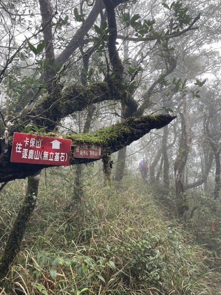 卡保逐鹿山毛欅2935511