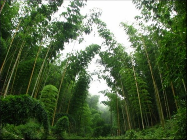 【台灣山岳小檔案】中部四大名山