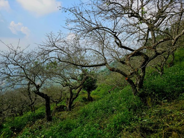 竹子尖山-小百岳#67-台南市楠西區/梅峰古道-(台南)臺灣百大必訪步道2630937