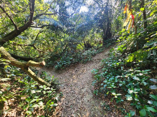 20250323慈湖草嶺山 ~ 五寮尖2781018