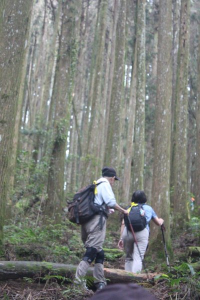 20230603嘉義二萬坪山及神木群2174569