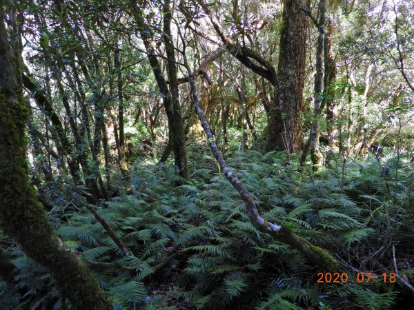 桃園 復興 把家灣山、低陸山1036263