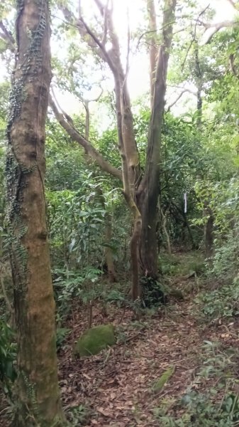 金山區倒照湖-阿里磅稜線路-阿里磅瀑布-竹子山古道-倒照湖47號P字走3134793