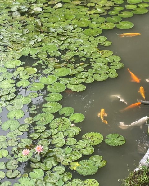 微笑山⛰️線-大棟-二格山-五分山-天上山-鳶山💎12條步道完成💙2834138