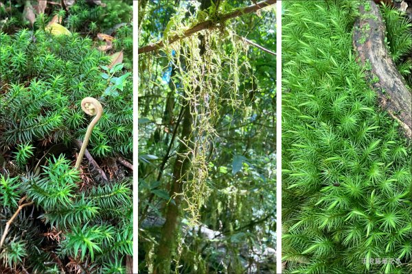 【佐米縱走】走進迷霧森林尋找千歲神木，參加一場巨木群的盛宴2888770