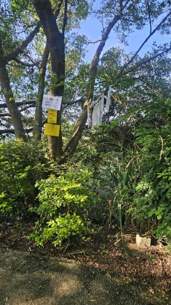 20250809三福山-三角埔頂山-迴龍尖山2858215