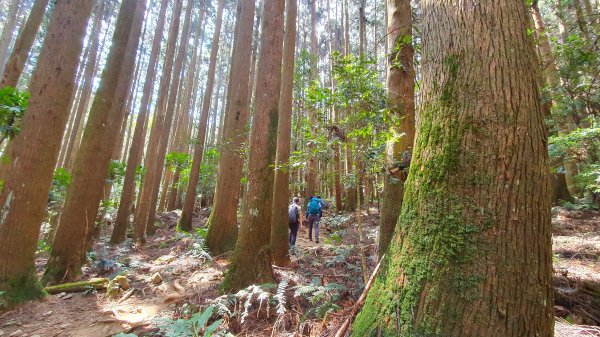 年輕人爬山趣～ 加里山 3/11 20232129266