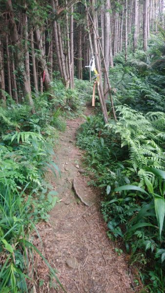 鵝公髻山和東北峰連走1727448