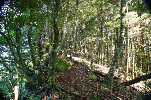 新竹 五峰 鳥嘴山、大窩山2956863