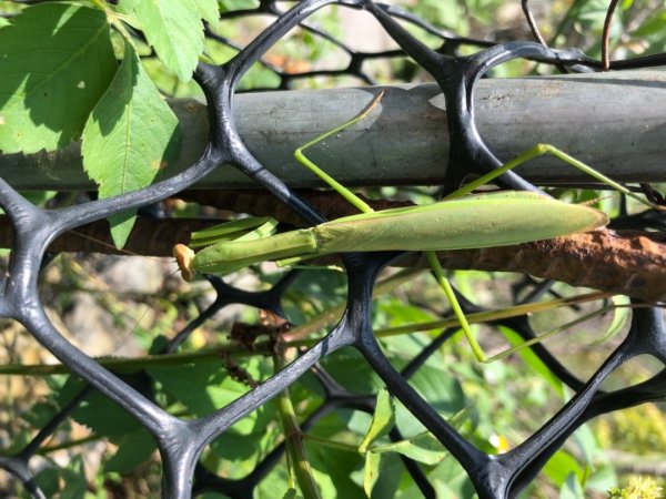 埔里彩蝶瀑布之國姓鄉眉冷山及糯米橋1466169