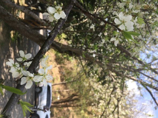 水牛城、百年土地公2036488