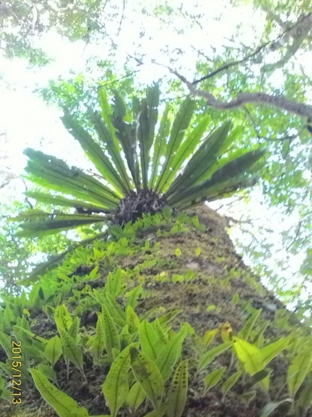 20151213尖石鄉屯野台山石麻達山28016