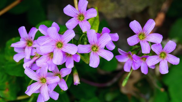 平菁街櫻花2697254