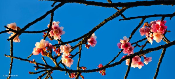 #花卉試驗中心 #永公路500巷 #平菁街42巷 #原住民公園 #士林官邸 1/42976577