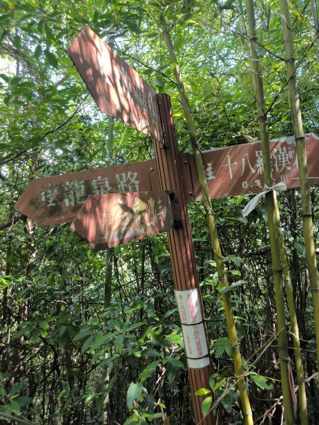 20250913微笑山線：【天上山系】望月亭桐花段2883404