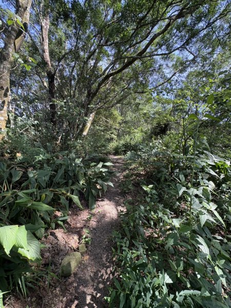 20251011台南刣牛湖山登山步道2915047