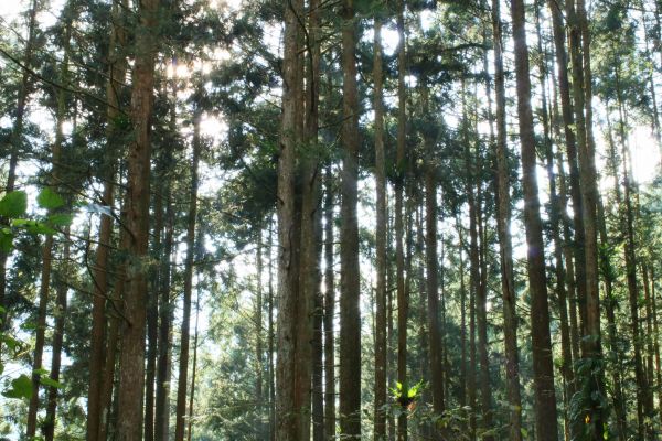 奮起湖台灣杉森林棧道194435