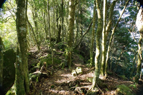 新竹 五峰 鳥嘴山、大窩山2956864