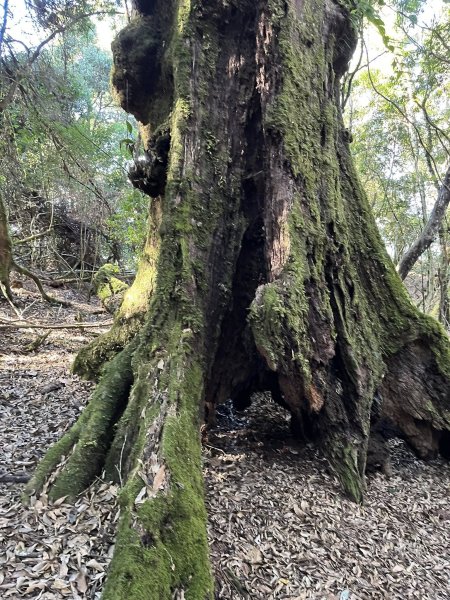 雪見大板根2959286