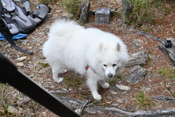 瀧奧山帶銀狐犬走走 2024.1.82400464