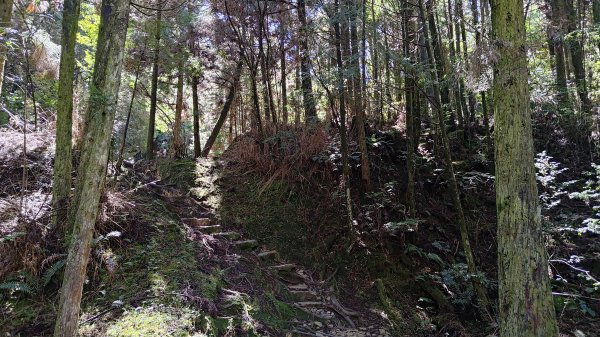 榛山景觀平台2918100