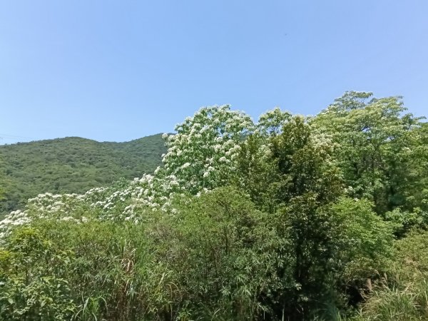 汐止區夢湖秘境桐花夢幻2773491