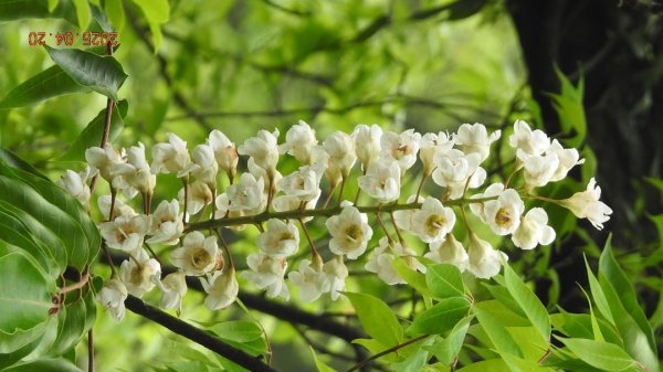 五色鳥和鐘萼木&夕陽晚霞 4/202766519