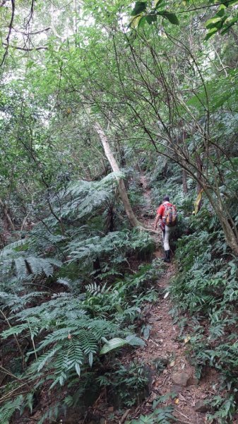 龜山五連星+大棟山O型2785142