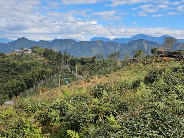 大崙山銀杏森林2966092