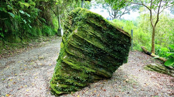 微笑山線百年大榕樹段封面