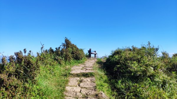 頂山-石梯嶺-擎天崗1558871