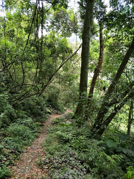 惠蓀林場青蛙石遺址步道398085