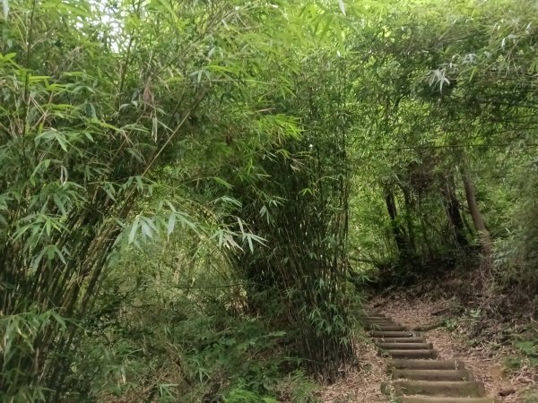 基隆市荖寮坑古道+十分古道(暖東舊道)+頂子寮山(嶺頭土地公)P字走2821557