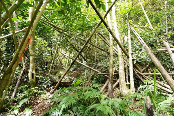 新竹 五峰 扇子排山2634118