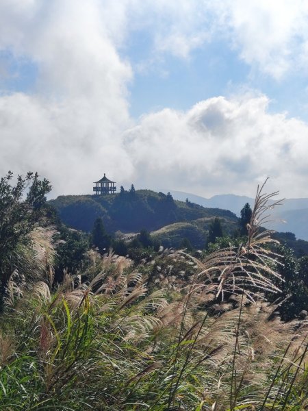 20261012 苗圃上七星公園上東主峰下小油坑上菜公坑下大屯自然公園二子坪3133731