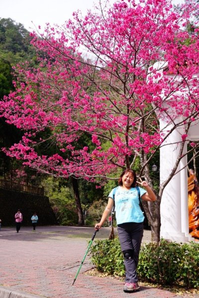 八仙山國家森林遊樂區527141