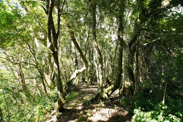 宜蘭 南澳 御恩山2892668